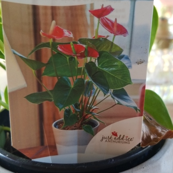 Meet your Posher, Angeles - Picture 2 of 2